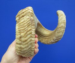 27-3/4 inches Extra Large African Merino Ram, Sheep Horn  for $32.99