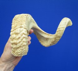 28-3/4 inches Extra Large African Merino Ram, Sheep Horn  for $33.99