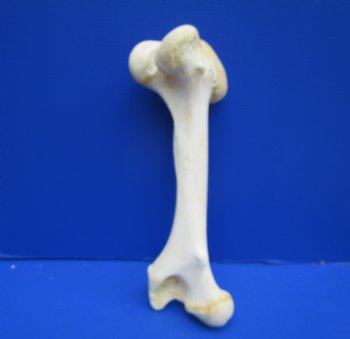 19-1/2 inches Giraffe Femur Leg Bone- Buy this one for $69.99