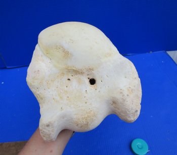 19 inches African Giraffe Humerus Leg Bone - Buy this one for $69.99