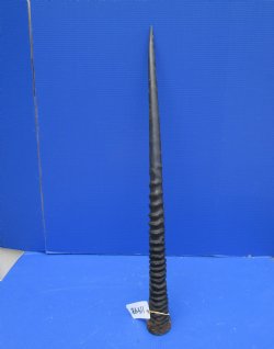 35 inches Large Gemsbok Horn for Sale, Oryx Horn for $33.99