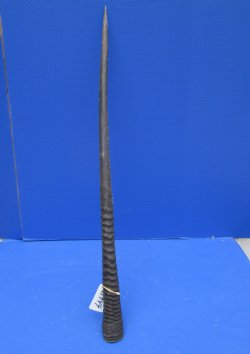 38-7/8 inches Extra Large African Gemsbok Horn - Buy this one for $34.99 