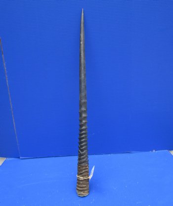31-3/4 African Gemsbok Horn - Buy this one for $29.99