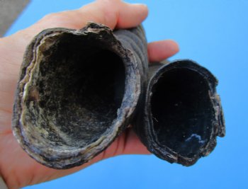Male Springbok Horns 11-1/2  and 11-3/4 inches(1 left, 1 right) - Buy for $12.50 each
