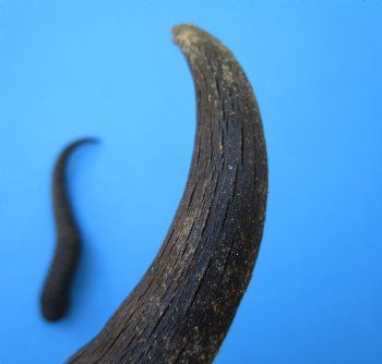 Male Springbok Horns 11-1/2 inches(1 left, 1 right) - Buy for $12.50 each