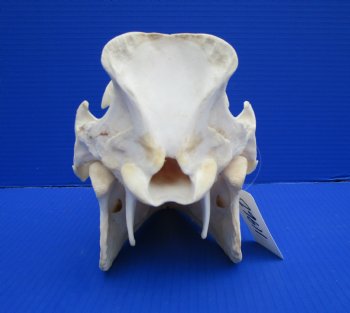 11-3/4 inches Real Georgia Wild Boar Skull - Buy this one for $64.99