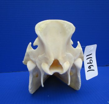11 inches Real Georgia Wild Boar Skull - Buy this one for $59.99