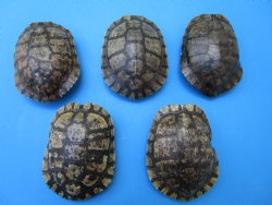 5 Red Eared Slider Turtle Shells 6 to 6-7/8 inches (Some algae on the shells) - Buy these for $14.40 each