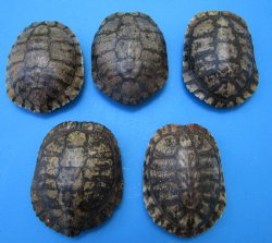 5 Red Eared Slider Turtle Shells 6 to 6-7/8 (inches (Some have algae on the tops)  - Buy these for $14.40 each