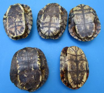 5 Red Eared Slider Turtle Shells 6 to 6-7/8 (inches (Some have algae on the tops)  - Buy these for $14.40 each