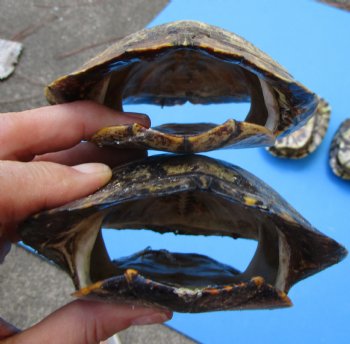 5 Red Eared Slider Turtle Shells 6 to 6-7/8 (inches (Some have algae on the tops)  - Buy these for $14.40 each