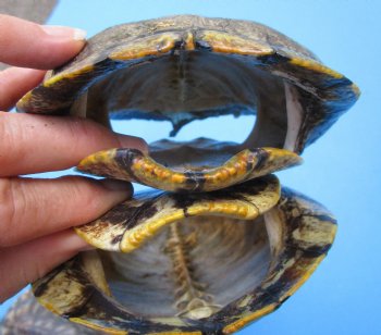 5 Red Eared Slider Turtle Shells 6 to 6-7/8 (inches (Some have algae on the tops)  - Buy these for $14.40 each