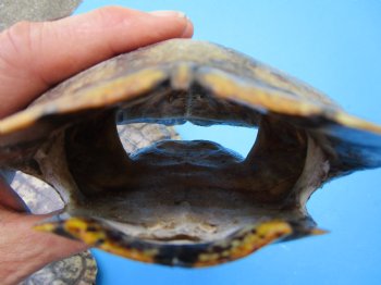 5 Red Eared Slider Turtle Shells 6 to 6-7/8 (inches (Some have algae on the tops)  - Buy these for $14.40 each