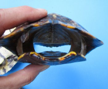 5 Red Eared Slider Turtle Shells, 7 to 7-1/2 inches (Some have algae) - Buy these for $16 each