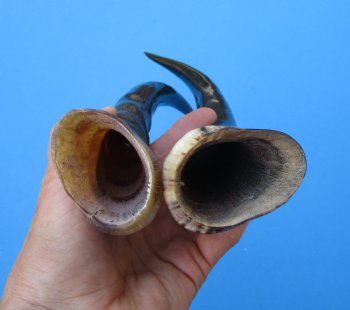 Two Blesbok Horns <font color=red> Polished</font> 11-1/2 and 12-1/4 inches (1 right 1 left) - Buy these for $21.50 each