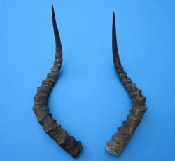 2 African Impala Antelope Horns for Sale 19 and 20-3/4 inches (1 right, 1 left) - Buy these for $20.00 each