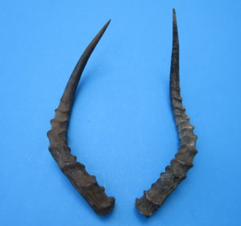 2 African Impala Antelope Horns for Sale 17 and 17-1/2 inches (1 right, 1 left) - Buy these for $20.00 each