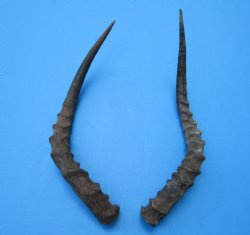 2 African Impala Antelope Horns for Sale 17 and 17-1/2 inches (1 right, 1 left) - Buy these for $20.00 each