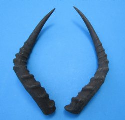 2 African Impala Antelope Horns for Sale 15-1/4 and 14-3/4 inches (1 right, 1 left) - Buy these for $20.00 each