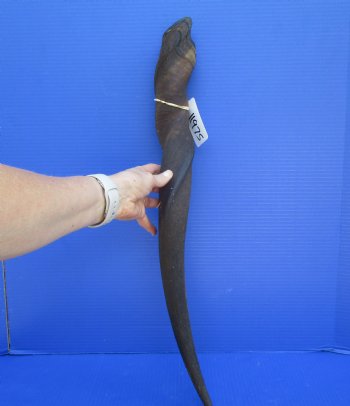 28-1/2 inches Cow Eland Horn (24-1/2" Straight) - Buy this one for $31.99