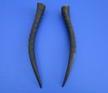 2 Female Blesbok Horns, 13-1/2 and 13 inches, (1 right, 1 left) - Buy these for $15 each