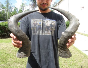 2 Single Male Red Hartebeest Horns 19-1/4 and 19-3/4 inches (1 right, 1 left)  - Buy these 2 for $15 each