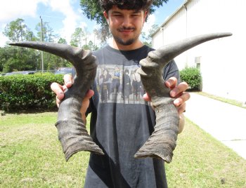 2 Single Male Red Hartebeest Horns 19-1/4 and 19-3/4 inches (1 right, 1 left)  - Buy these 2 for $15 each