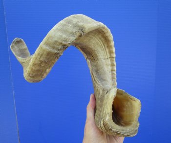 29 inches Large African Merino Ram, Sheep Horn  for $35.99