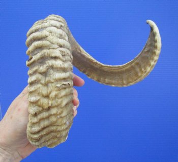 28 inches Large African Merino Ram, Sheep Horn  for $34.99