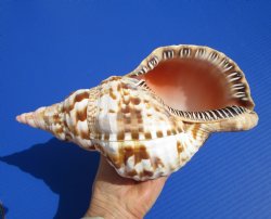 9-1/2 inches Atlantic Triton Trumpet Shell for Sale - Buy this one for $43.99