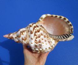 9-3/4 inches Atlantic Triton Trumpet Shell for Sale - Buy this one for $43.99
