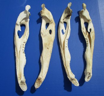 Four Halves Alligator Bottom Jaw Bones without teeth 16-1/2" to 17-3/4"  - Buy these for $29.99 