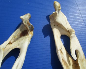 Four Halves Alligator Bottom Jaw Bones without teeth 16-1/2" to 17-3/4"  - Buy these for $29.99 