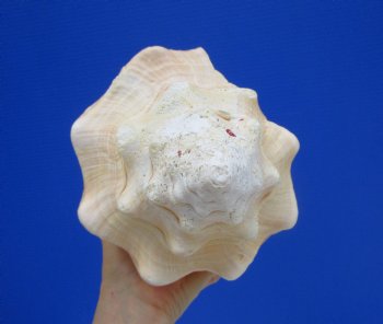 11-7/8 inches Huge West Indian Chank Shell - Buy this one for $54.99