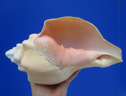11 inches Huge West Indian Chank Shell - Buy this one for $49.99