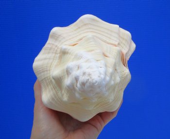 11-1/4 inches Huge West Indian Chank Shell - Buy this one for $49.99