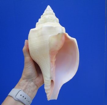 11-1/4 inches Huge West Indian Chank Shell - Buy this one for $49.99