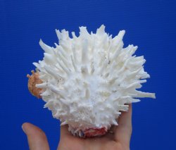 5-1/2 by 5 inches Beautiful Mexican Spondylus Leucacanthus Spiny Oyster Shell for Sale for $26.99