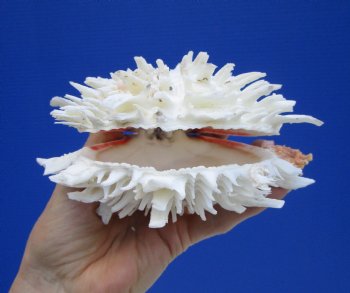 5-1/2 by 5 inches Beautiful Mexican Spondylus Leucacanthus Spiny Oyster Shell for Sale for $26.99