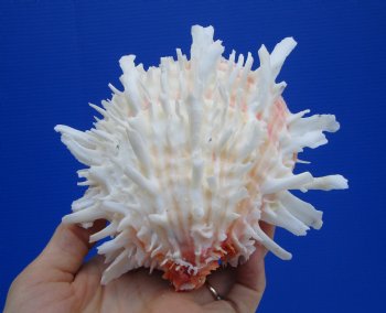 5 by 5-7/8 inches Mexican Spondylus Leucacanthus Spiny Oyster Shell for Sale for $26.99