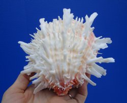 5 by 5-7/8 inches Mexican Spondylus Leucacanthus Spiny Oyster Shell for Sale for $26.99