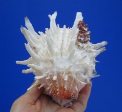 5-1/4 by 5-1/4 inches Mexican Spondylus Leucacanthus Spiny Oyster Shell for Sale for $26.99