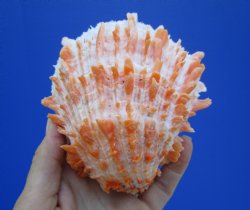 4-1/2 by 4-1/2 inches Red Mexican Spondylus Princeps Spiny Oyster Shell - Buy this one for $29.99