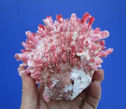 4-1/4 by 4-1/4 inches Red Mexican Spondylus Princeps Spiny Oyster Shell - Buy this one for $29.99