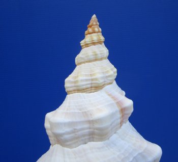 11-1/4 inches Horse Conch Shell, Florida's Official State Seashell - Buy this one for $39.99