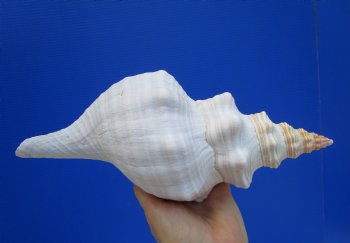 11-1/4 inches Horse Conch Shell, Florida's Official State Seashell - Buy this one for $39.99