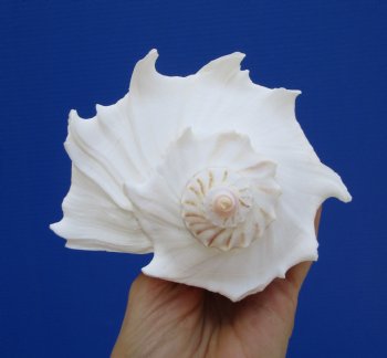 8-1/4 inches Left Handed Whelk Shell, Lightning Whelk - Buy this one for $19.99