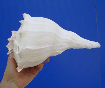 9-1/2 inches Large Left Handed Whelk Shell, Lightning Whelk - Buy this one for $22.99