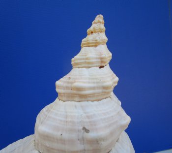 14-1/2 inches Huge Horse Conch Shell - Buy this one for $61.99