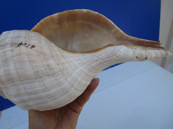 14-1/2 inches Huge Horse Conch Shell - Buy this one for $61.99